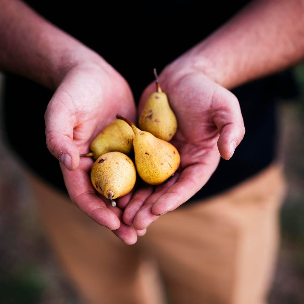 Two hands holding four yellow pears against a dark background